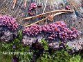 Ascocoryne sarcoides-amf261-1